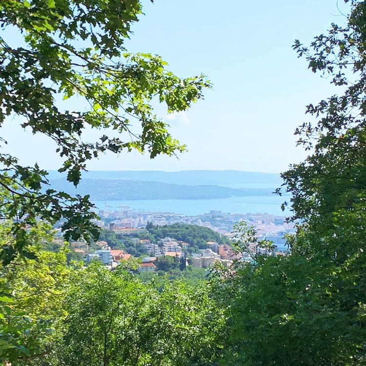 forest-view-olmi view of the city of trieste through a forest of trees